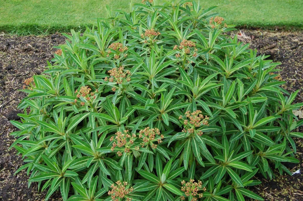 Canary spurge or honey spurge Seeds (Euphorbia mellifera) Perennial Flowers - Caribbean garden seed