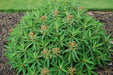 Canary spurge or honey spurge Seeds (Euphorbia mellifera) Perennial Flowers - Caribbean garden seed