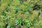 Canary spurge or honey spurge Seeds (Euphorbia mellifera) Perennial Flowers - Caribbean garden seed