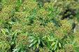 Canary spurge or honey spurge Seeds (Euphorbia mellifera) Perennial Flowers - Caribbean garden seed