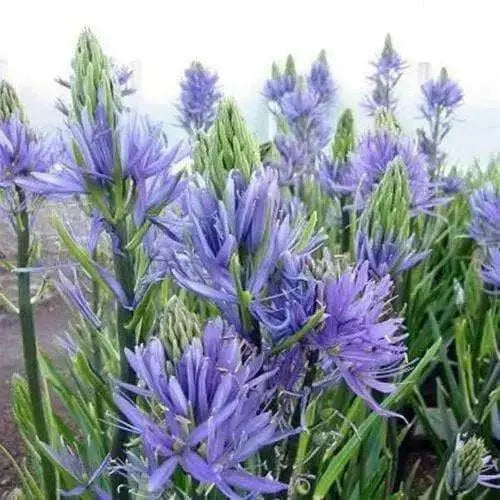 Camassia  Esculenta bulb , wild hyacinth,fall planting - Caribbean garden seed