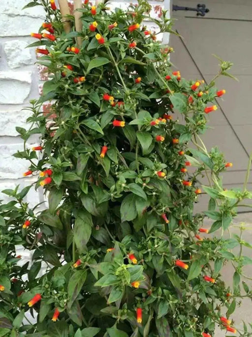 Candy Corn PlanT, Live flowers vine - Caribbean garden seed