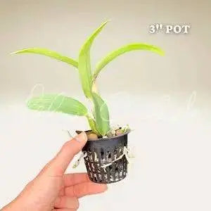 Candy Corn PlanT, Live flowers vine - Caribbean garden seed