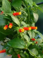 Candy Corn PlanT, Live flowers vine - Caribbean garden seed
