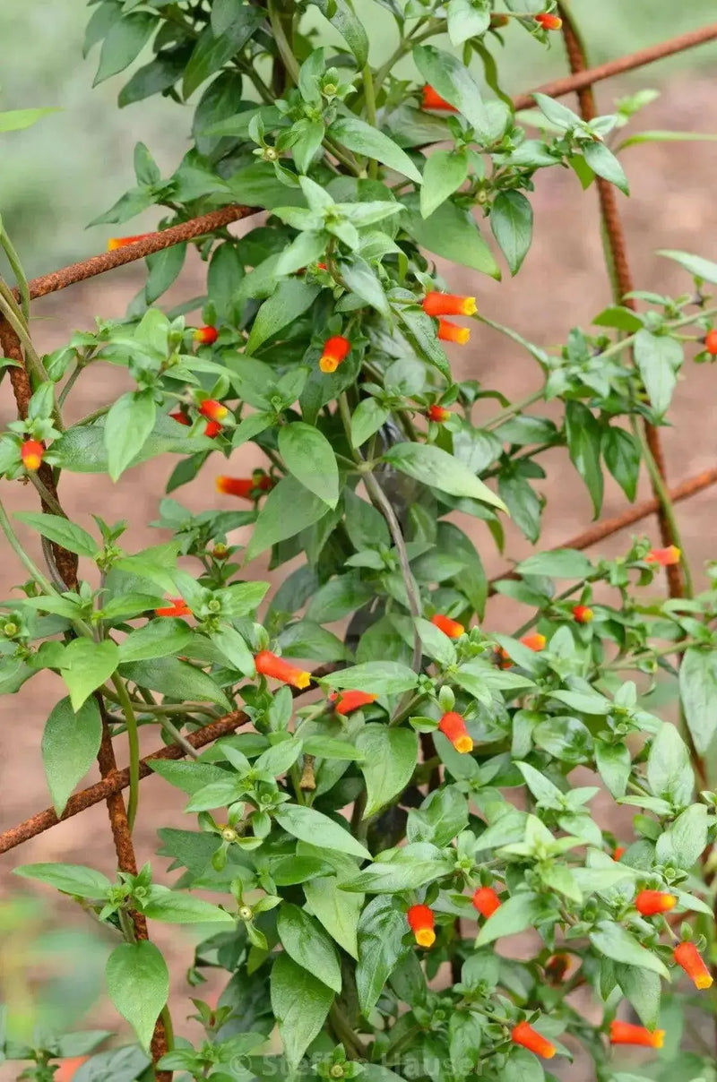 Candy Corn PlanT, Live flowers vine - Caribbean garden seed