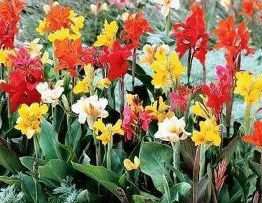 Canna  Mix ( Bulbs/Rhizome) tropical foliage - Caribbean garden seed