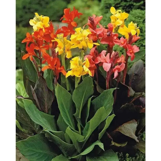 Canna  Mix ( Bulbs/Rhizome) tropical foliage - Caribbean garden seed