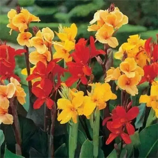 Canna  Mix ( Bulbs/Rhizome) tropical foliage - Caribbean garden seed