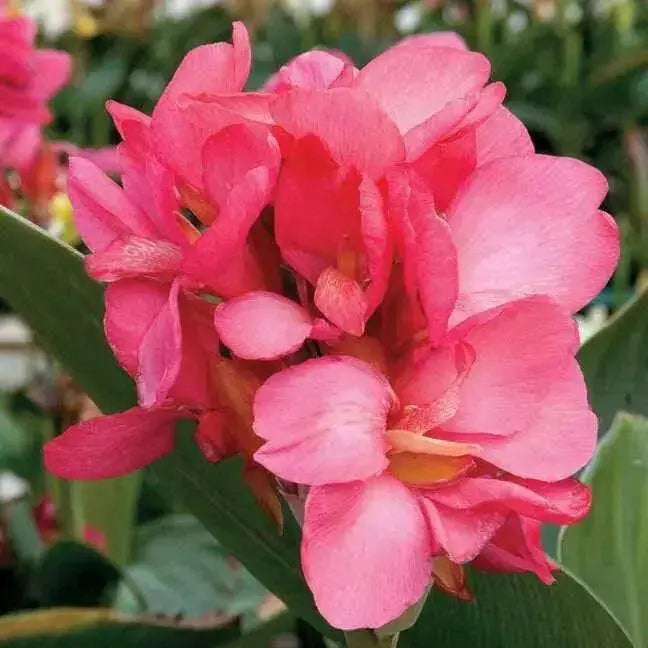 Canna Lily Seeds -Tropical SALMON- foliage ! - Caribbean garden seed