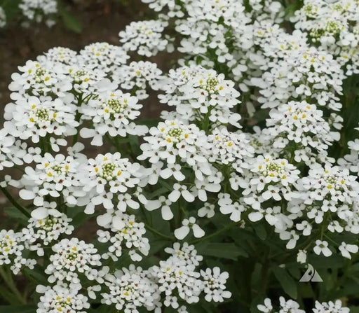 Candytuft, Rocket ‘ (Iberis amara) ANNUAL, flowers SEED - Caribbean garden seed