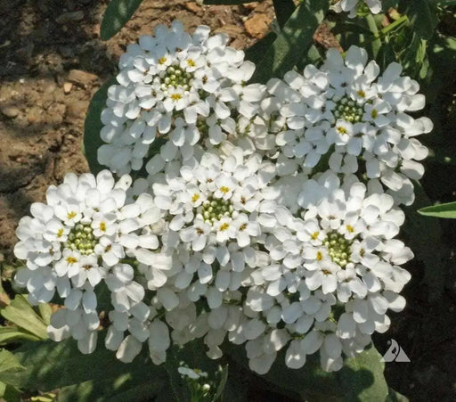 Candytuft, Rocket ‘ (Iberis amara) ANNUAL, flowers SEED - Caribbean garden seed