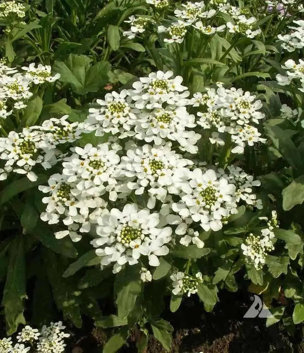 Candytuft, Rocket ‘ (Iberis amara) ANNUAL, flowers SEED - Caribbean garden seed