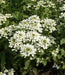 Candytuft, Rocket ‘ (Iberis amara) ANNUAL, flowers SEED - Caribbean garden seed