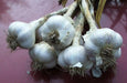 California White Garlic Bulbs, SOFT NECK, GARDEN VEGETABLE - Caribbean garden seed