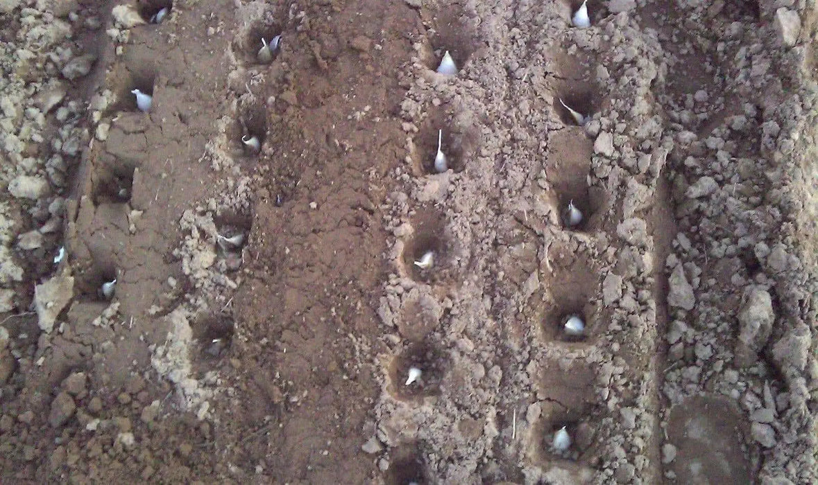 California White Garlic Bulbs, SOFT NECK, GARDEN VEGETABLE - Caribbean garden seed