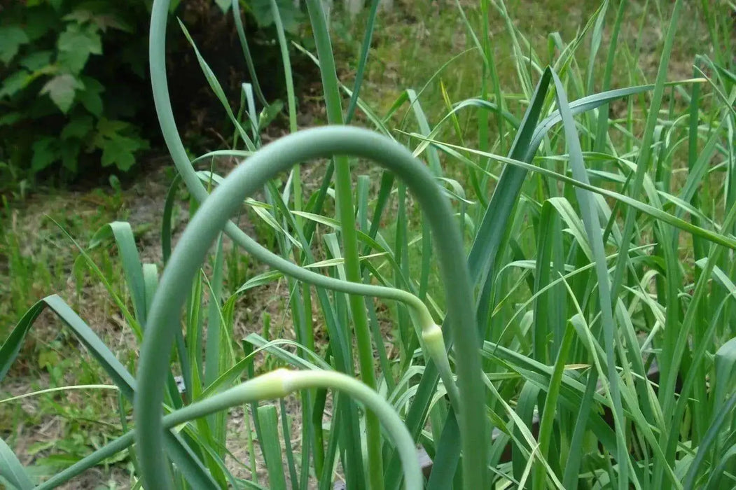 California White Garlic Bulbs, SOFT NECK, GARDEN VEGETABLE - Caribbean garden seed