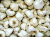 California White Garlic Bulbs, SOFT NECK, GARDEN VEGETABLE - Caribbean garden seed