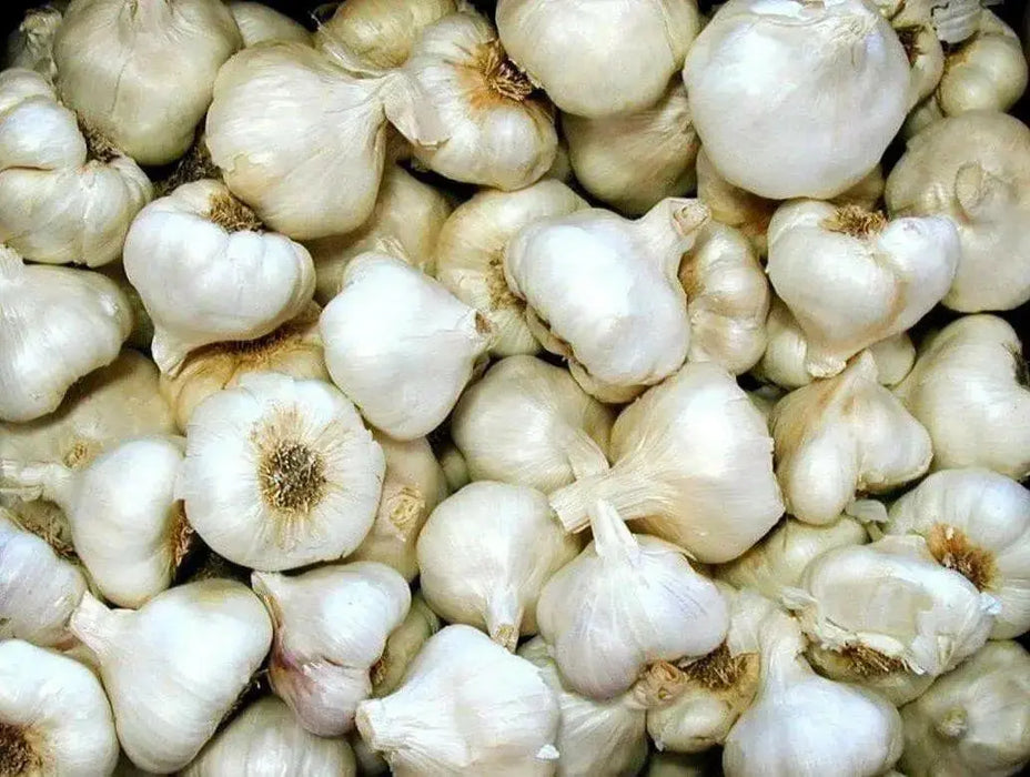 California White Garlic Bulbs, SOFT NECK, GARDEN VEGETABLE - Caribbean garden seed