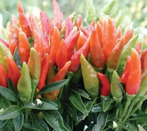 Candlelight' HOT Pepper Seeds (Capsicum annuum) - - Caribbean garden seed