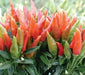 Candlelight' HOT Pepper Seeds (Capsicum annuum) - - Caribbean garden seed