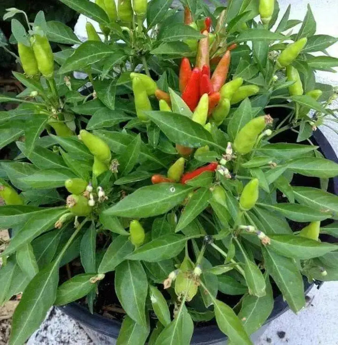 Candlelight' HOT Pepper Seeds (Capsicum annuum) - - Caribbean garden seed