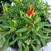 Candlelight' HOT Pepper Seeds (Capsicum annuum) - - Caribbean garden seed