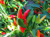 Candlelight' HOT Pepper Seeds (Capsicum annuum) - - Caribbean garden seed