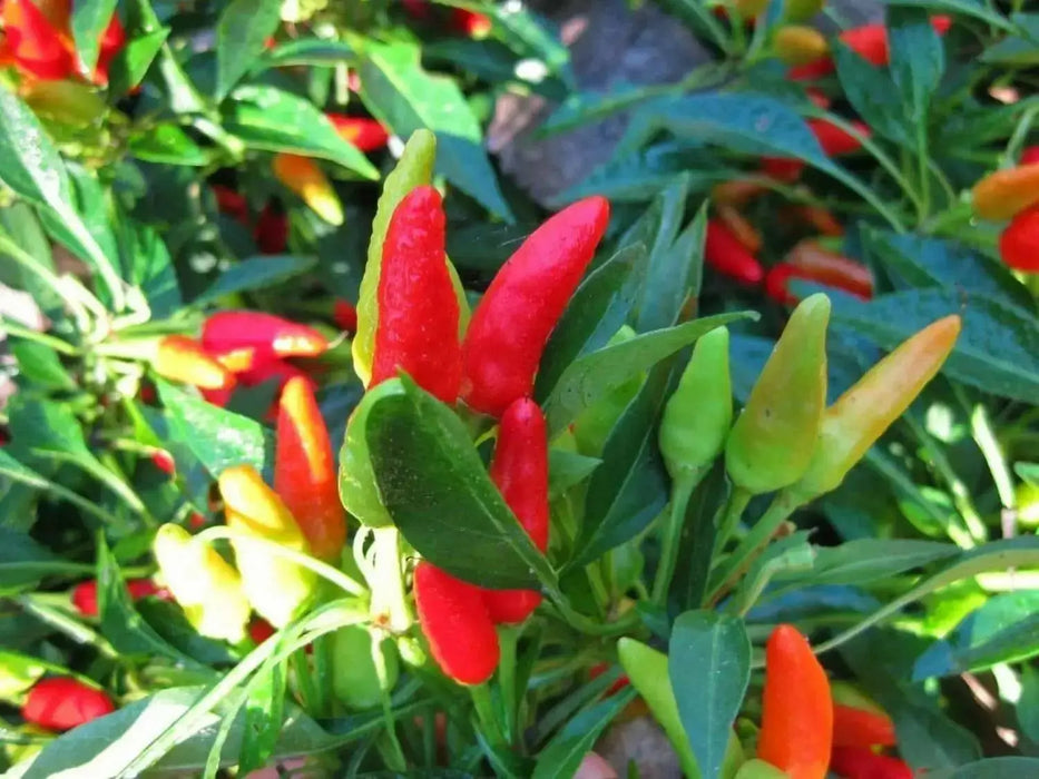 Candlelight' HOT Pepper Seeds (Capsicum annuum) - - Caribbean garden seed
