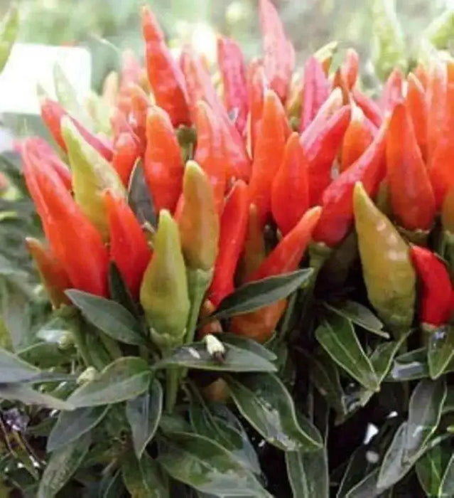 Candlelight' HOT Pepper Seeds (Capsicum annuum) - - Caribbean garden seed