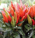 Candlelight' HOT Pepper Seeds (Capsicum annuum) - - Caribbean garden seed