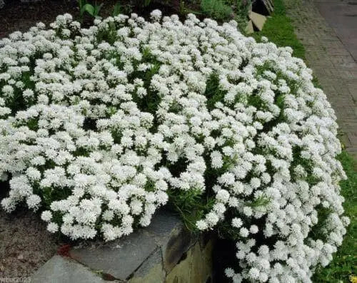 Candytuft 'Tahoe' ,Flowers seed,Hardy Perennial ,Ground Cover,Iberis Sempervirens.