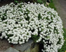 Candytuft 'Tahoe' ,Flowers seed,Hardy Perennial ,Ground Cover,Iberis Sempervirens.