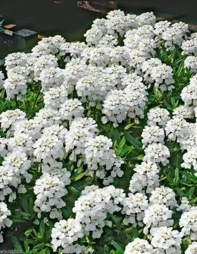 Candytuft 'Tahoe' ,Flowers seed,Hardy Perennial ,Ground Cover,Iberis Sempervirens.