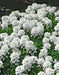Candytuft 'Tahoe' ,Flowers seed,Hardy Perennial ,Ground Cover,Iberis Sempervirens.