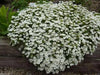 Candytuft 'Tahoe' ,Flowers seed,Hardy Perennial ,Ground Cover,Iberis Sempervirens.