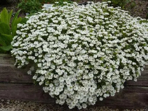 Candytuft 'Tahoe' ,Flowers seed,Hardy Perennial ,Ground Cover,Iberis Sempervirens.