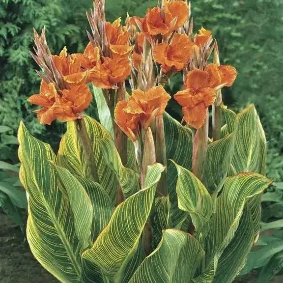 CANNA PRETORIA ( Rhizome) TROPICAL FOLIAGE - Caribbean garden seed