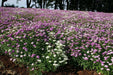 Candytuft FLOWERS SEED - Tall Mix ,Plant Spring or Fall ! - Caribbean garden seed