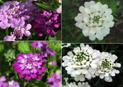 Candytuft FLOWERS SEED - Tall Mix ,Plant Spring or Fall ! - Caribbean garden seed