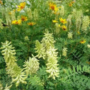 Canadian Milkvetch SEEDS.COVER CROPS, green manure - Caribbean garden seed