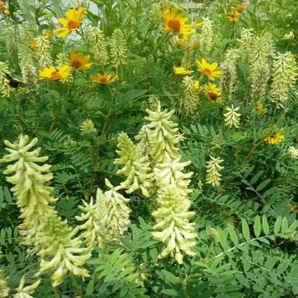 Canadian Milkvetch SEEDS.COVER CROPS, green manure - Caribbean garden seed