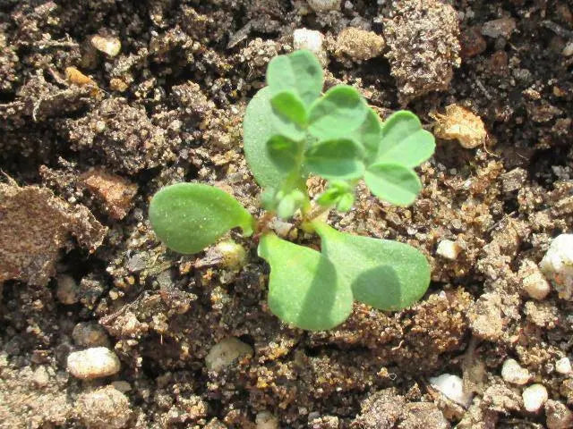 Canadian Milkvetch SEEDS.COVER CROPS, green manure - Caribbean garden seed