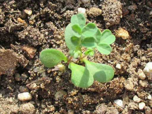 Canadian Milkvetch SEEDS.COVER CROPS, green manure - Caribbean garden seed