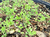 Canadian Milkvetch SEEDS.COVER CROPS, green manure - Caribbean garden seed