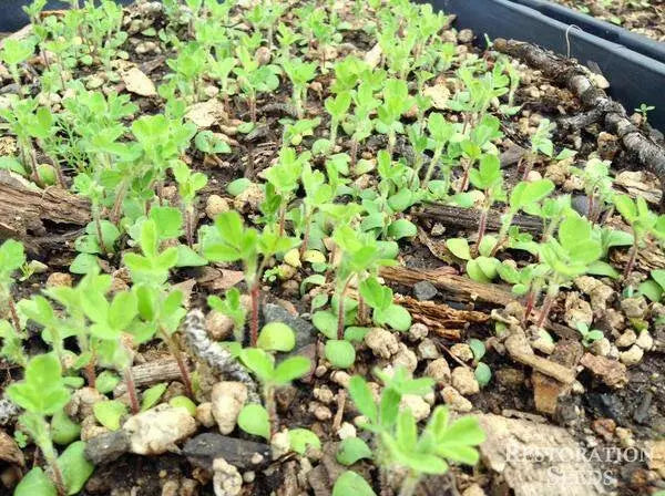 Canadian Milkvetch SEEDS.COVER CROPS, green manure - Caribbean garden seed