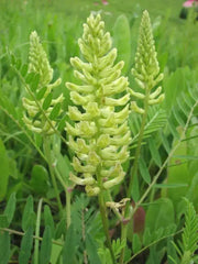 Canadian Milkvetch SEEDS.COVER CROPS, green manure - Caribbean garden seed