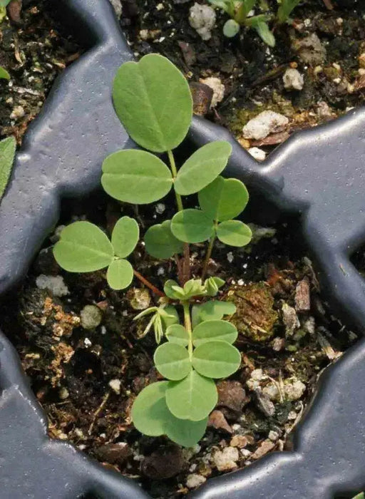 Canadian Milkvetch SEEDS.COVER CROPS, green manure - Caribbean garden seed