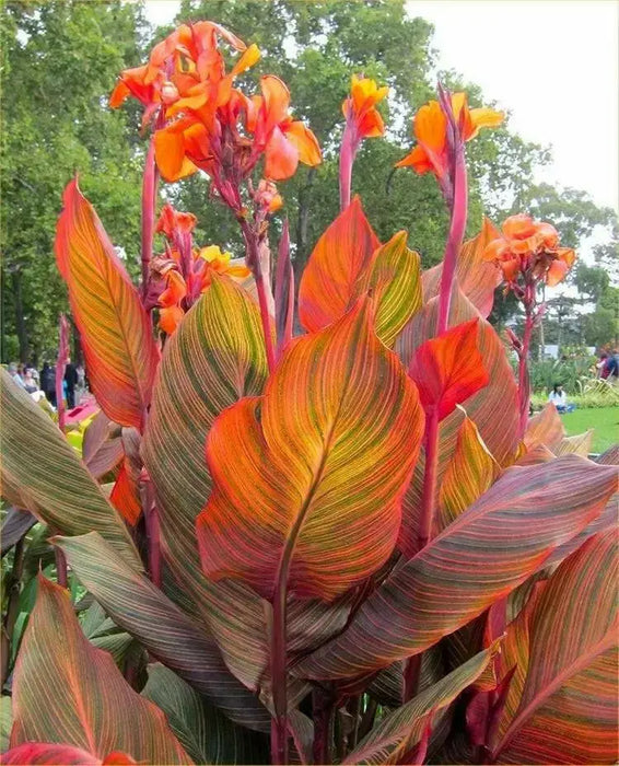 Canna Durban ( Rhizomes) TROPICAL  foliage ! - Caribbean garden seed