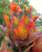 Canna Durban ( Rhizomes) TROPICAL  foliage ! - Caribbean garden seed