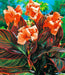 Canna Durban ( Rhizomes) TROPICAL  foliage ! - Caribbean garden seed